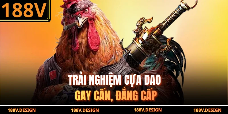 Trải nghiệm cựa dao gay cấn, đẳng cấp
